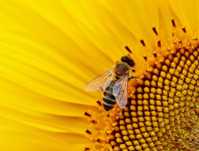 Bee Token Review, Bee Token Analysis, Bee Token, analysis on Bee Token, review on Bee Token